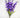 Gladiolas Bush Purple