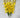 Gladiolas Bush Yellow