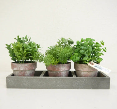 Mix Greenery in Pot/Tray 7"