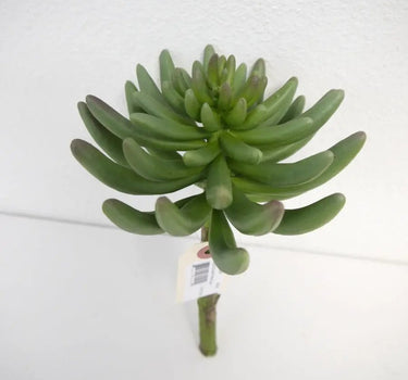 Succulent Pick Grey-Green 9.5"