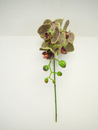 Phalaenopsis Stem Green-Burgundy 28"