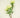 Protea Spray Cream-Green 33"