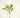 Protea Stem White 28"