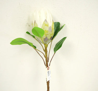 Protea Stem White 28"