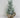 Snowy Eucalyptus in Pot 15"