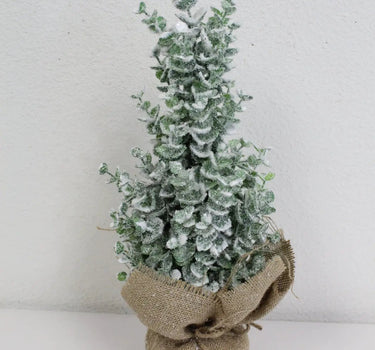 Snowy Eucalyptus in Pot 15"