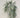 Weeping Eucalyptus Vine 36"