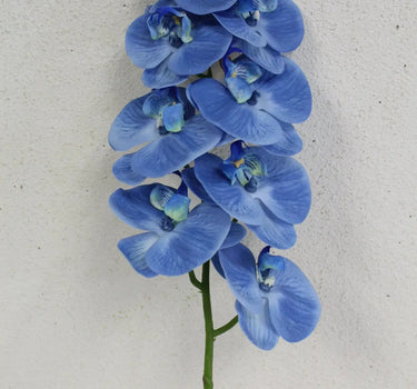 Phalaenopsis Stem Blue 33.5"
