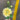 AmBest Dahlia Stem Light Yellow 25" - Artificial Flowering Plants Silk