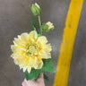 AmBest Dahlia Stem Light Yellow 25" - Artificial Flowering Plants Silk