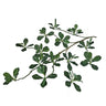 Greenhouse International Black Olive Spray 25" - Silk