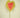 Anthurium Stem Green-Red 28"