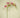 Phalaenopsis Spray Lavender 34"