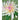 Direct Export Dahlia Stem Cream/Pink 27.5" - Artificial Flowering Plants Silk
