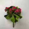 Supreme Kalanchoe Bush 9'' Pink - Artificial Flora Silk