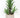 UV Yucca in Pot 36''H