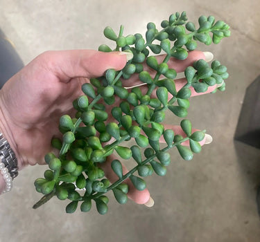 Supreme Green Succulent Pick 11'' - Uncategorized Silk