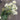 Fortune Mini Pompom Bush Cream - Silk