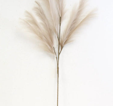 Pampas Spray Beige 47''