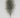 Pampas Feather Bundle (x3) Grey