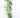 Bayleaf Garland 5'