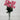 Fortune Mini Pompom Bush Pink 19” - Artificial Flowering Plants Silk