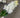 Le Fleur Lilac Spray White 32" - Silk