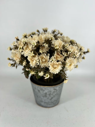 Cream Mum - Potted 2 Stems