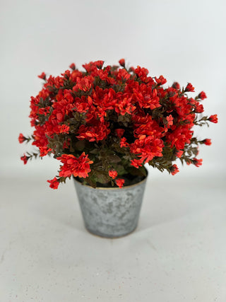 Orange Mum - Potted 2 Stems