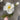 Allstate Poppy Spray Cream 28" - Silk