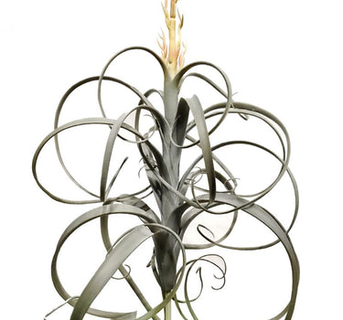 Greenhouse International Tillandsia 22" - Silk