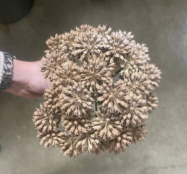 Allstate Garden Angelica Pick Brown 11" - Uncategorized Silk