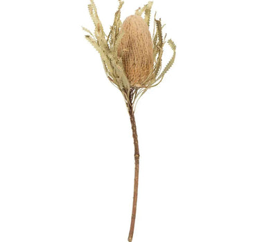 Vickerman Natural Banksia Flower Stem 12" - Uncategorized Silk