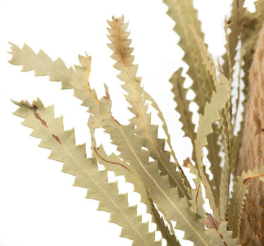 Vickerman Natural Banksia Flower Stem 12" - Uncategorized Silk