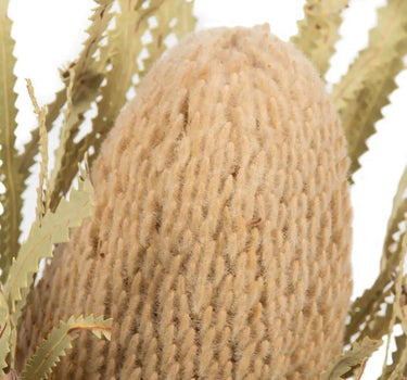 Vickerman Natural Banksia Flower Stem 12" - Uncategorized Silk
