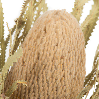 Natural Banksia Flower Stem 12"