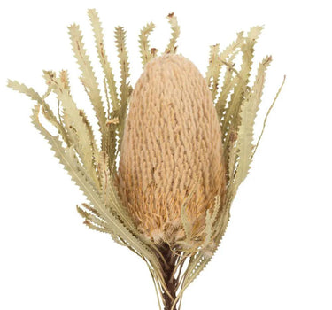 Vickerman Natural Banksia Flower Stem 12" - Uncategorized Silk