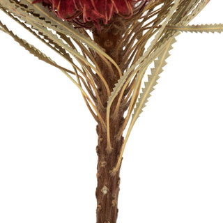 Red Banksia Flower Stem 12"