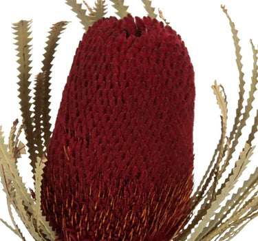 Vickerman Red Banksia Flower Stem 12" - Uncategorized Silk