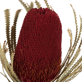 Red Banksia Flower Stem 12"