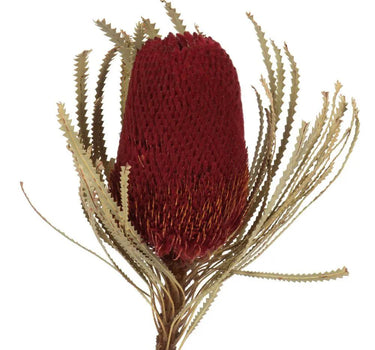 Vickerman Red Banksia Flower Stem 12" - Uncategorized Silk