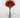 Le Fleur Rose Bundle Orange 12" - Uncategorized Silk
