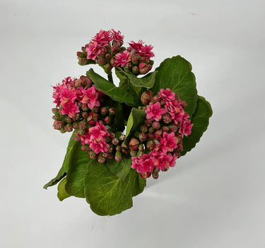 Supreme Kalanchoe Bush 9'' Pink - Artificial Flora Silk