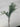 Direct Export Setaria Spray Green - Artificial Flora Silk