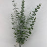 Le Fleur Snow Eucalyptus Bush x7 Green 21" - Artificial Shrubs Silk