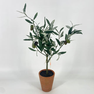 Olive Topiary in Pot