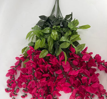 Wisteria Hanging Bush Fuchsia (Beauty)