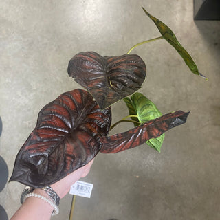 Alocasia Stem Natural 30"