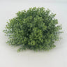 Le Fleur Eucalyptus Half-Ball Green 11" - Artificial Non-Flowering Plants Silk
