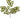 Greenhouse International Button Leaf Spray 28"L - Silk
